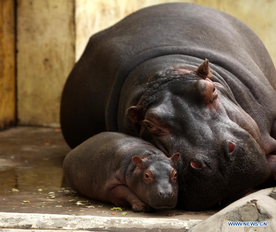 Daily life of hippos family at Jinan zoo