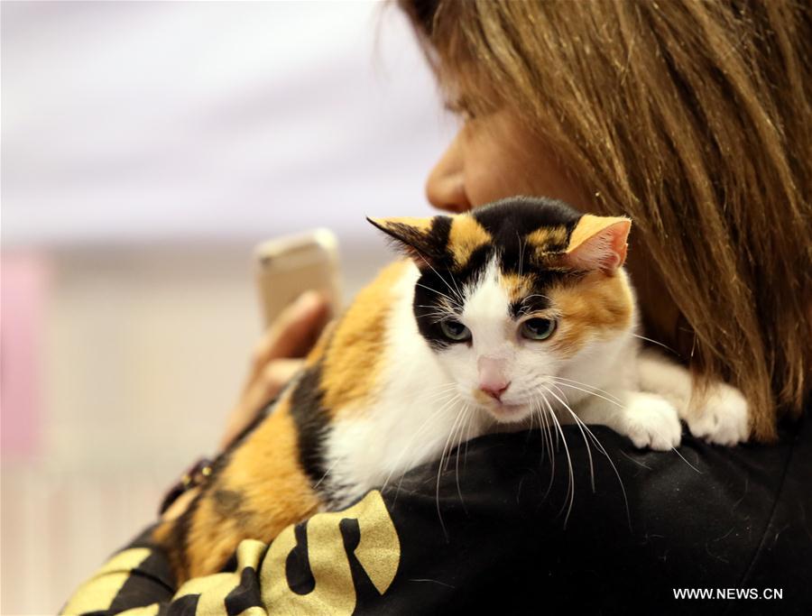 4th Championship Cat Show kicks off in Hong Kong