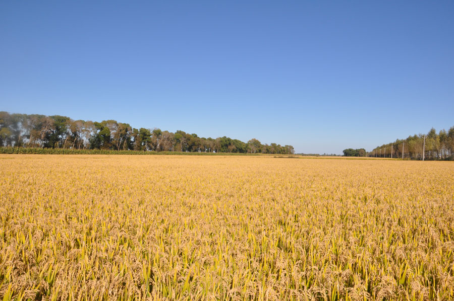 Jilin prepares for golden harvest