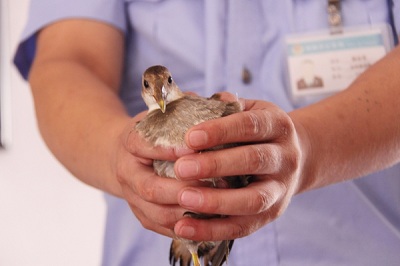 Jiangsu police save hundreds of endangered aquatic birds