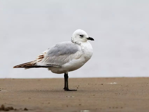 Fuzhou welcomes birdwatching season