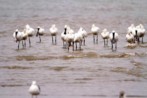 Fuzhou welcomes birdwatching season