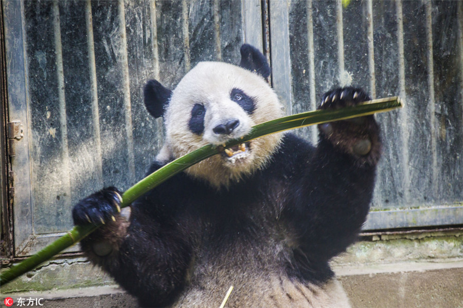 People pay tribute to world's oldest panda