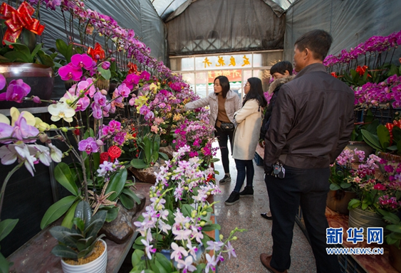 In pics: blossom-adorned Zhangzhou