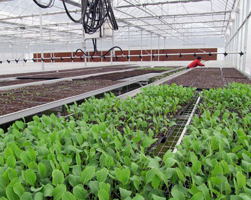 Pingnan plants pollution-free vegetables