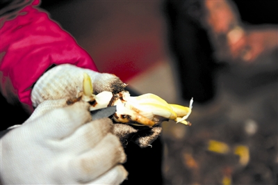 Narcissus greets coming new year in Pingtan