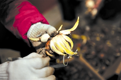 Narcissus greets coming new year in Pingtan