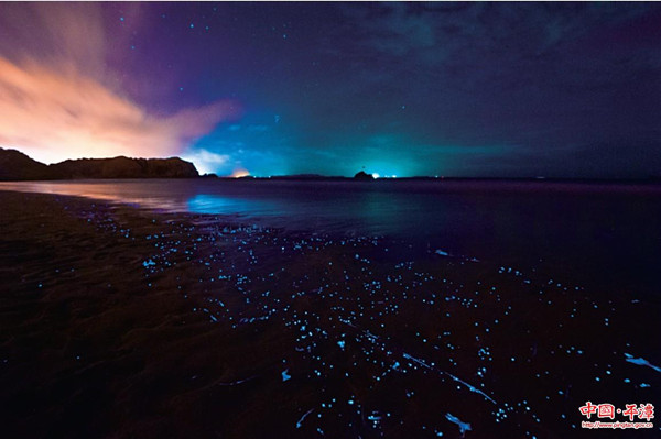 Seed shrimps make Pingtan beach glow blue at night