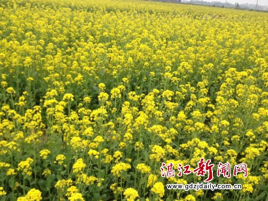 Rape flowers bloom in Anpu