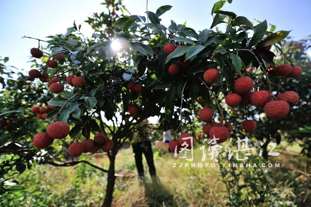 Xuwen county sees bumper harvest of lychees