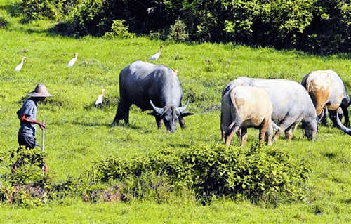 Fangchenggang strives for egrets