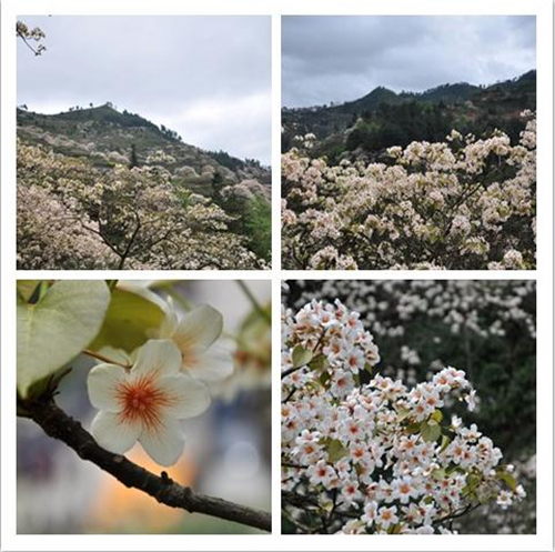 Third tung blossom festival starts in Hechi