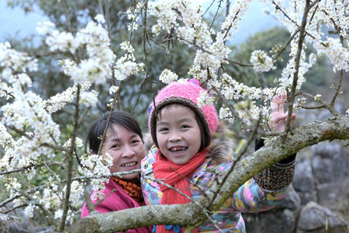 Blossoming plum flowers attract visitors