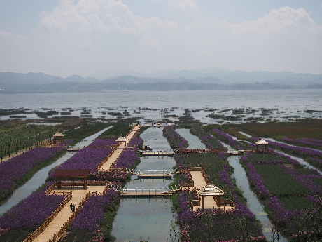 Lavender fields in Guizhou