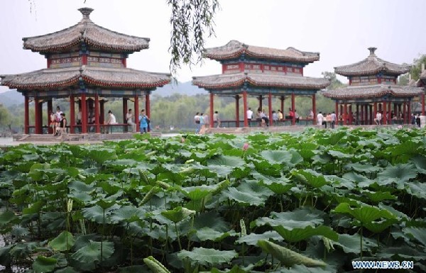 Lotus blooming in Chengde, famous summer resort