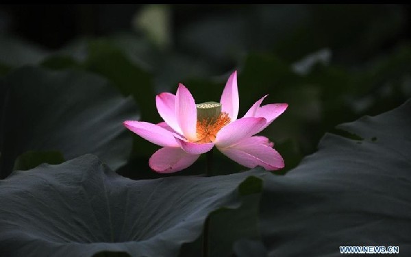 Lotus blooming in Chengde, famous summer resort