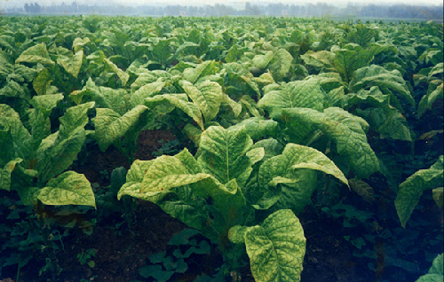 Agriculture in Nanyang