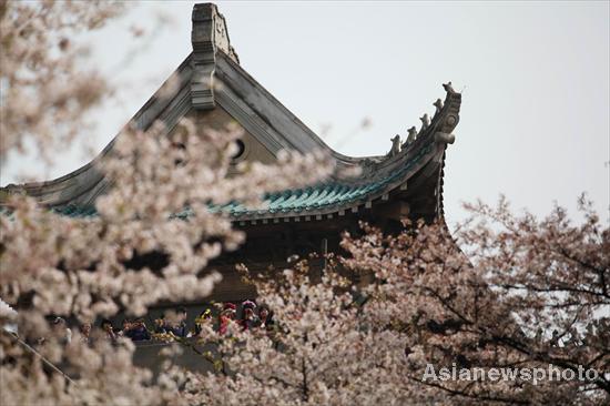 Cherry blossoms in full bloom in Wuhan