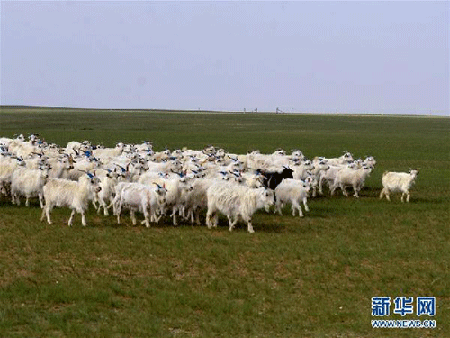 Grasslands restoration produces pleasant results in N China