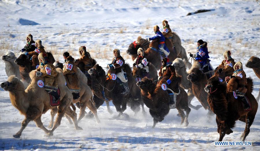 Camel culture festival held in N. China's Inner Mongolia