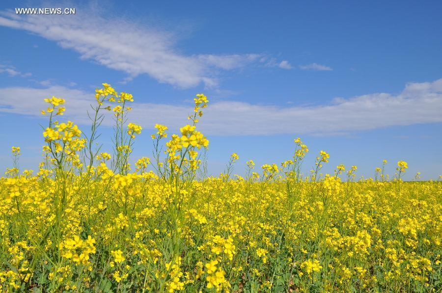 Scenery of rape flowers in Shihahe Town of Bayannur City, N China