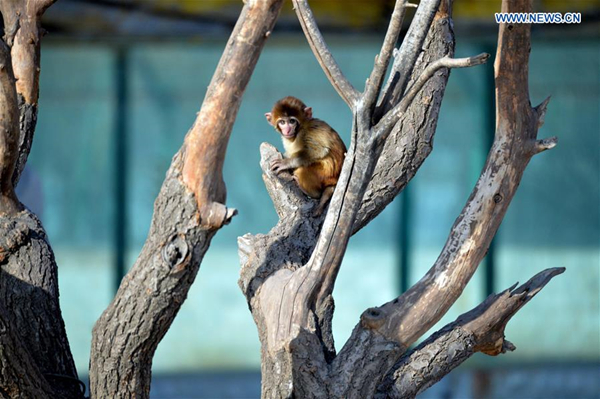 Various monkeys seen in wildlife park of North China