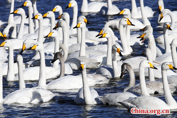 Swan nature reserve in Yandunjiao Village