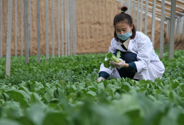 Inner Mongolia strengthens food safety