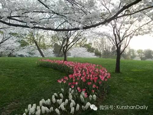 Enjoy cherry blossoms in and around Kunshan