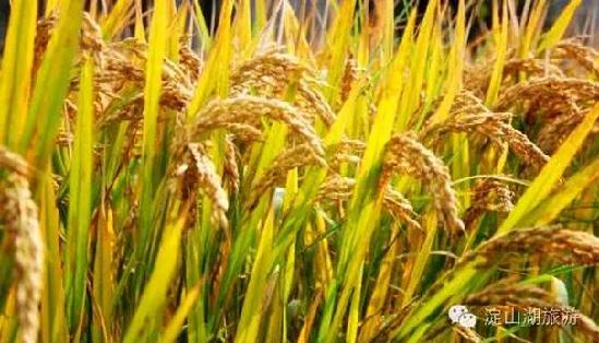 Go back to your roots at the Dianshan Lake rice festival!