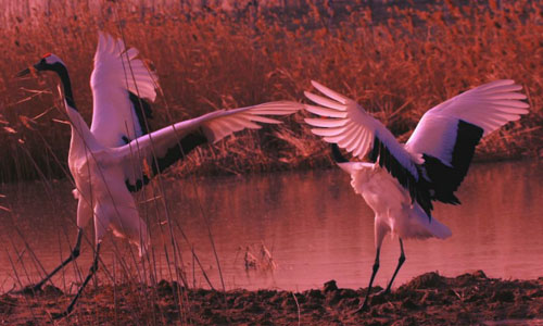 Ecological landscape in Laohonggang area