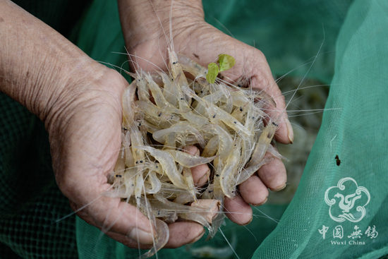 Taihu Lake White Shrimp