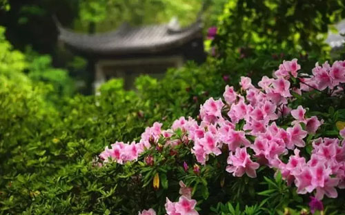 Azalea flowers beautify Wuxi