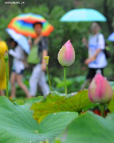 20th Lotus Festival kicks off at E China's Zhuozheng Yuan Garden