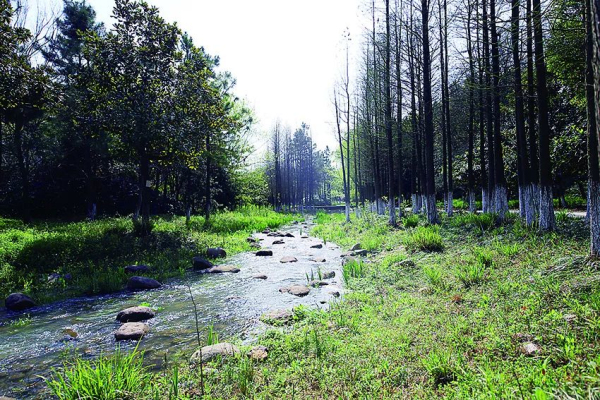 Jiyang Lake Ecological Wetland, a stunning natural oasis