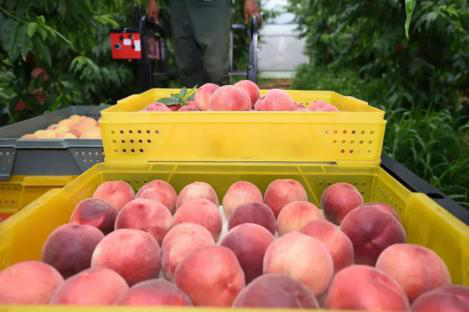 Honey peaches in Zhangjiagang wins national recognition