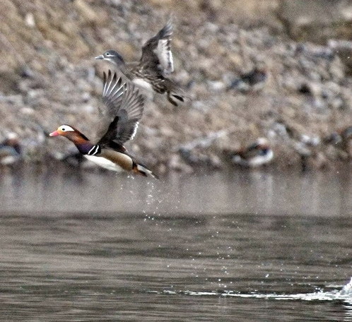 <EM>Yuangyang</EM> (Lovebirds) Lake