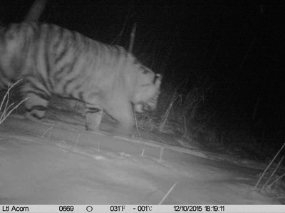 NE China forest district gets first photos of Siberian tiger