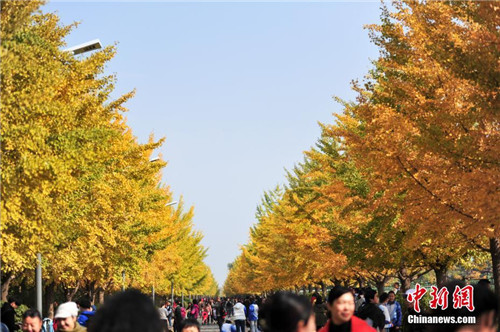 Gingko trees add autumn color at Shenyang university