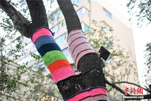 Shenyang trees get a makeover