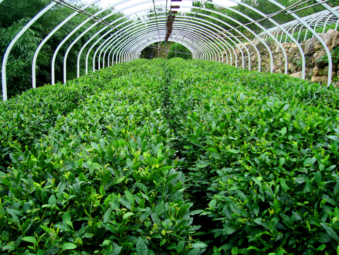 Happy picking up tea activity of the Fourth Laoshan Travel Season