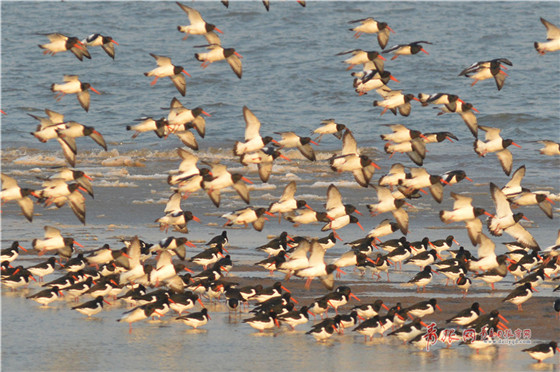 Flocks of migrant birds seen in Qingdao Jiaozhou Bay