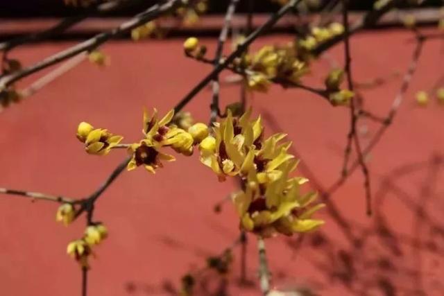 Sniff the fragrance of wintersweet flowers in Tai'an