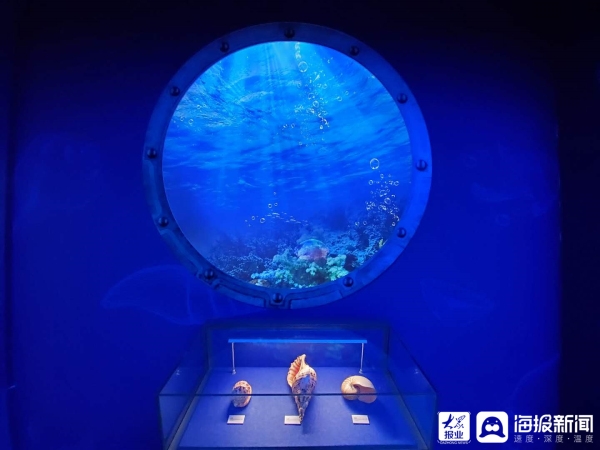 ?Seashell exhibition opens at Shandong Museum