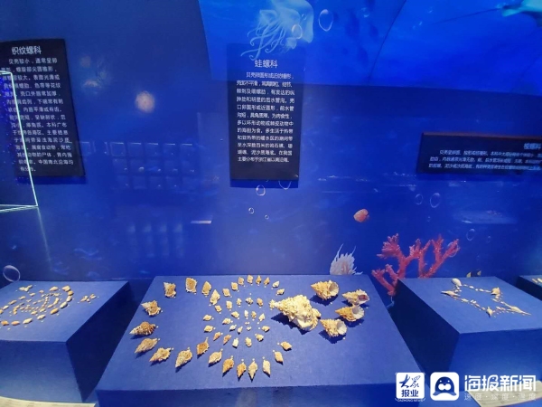 ?Seashell exhibition opens at Shandong Museum