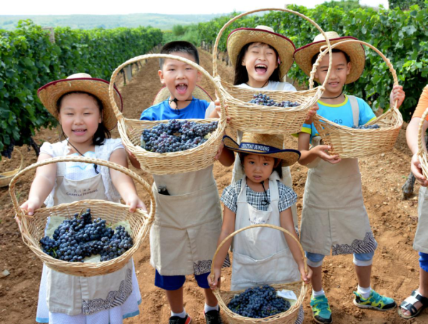 Taste fresh grapes at Chateau Junding