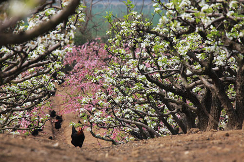 Winter Fruit-Picking Tour