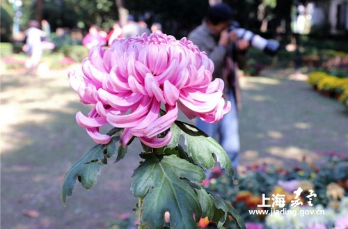 Chrysanthemum show opens in Jiading