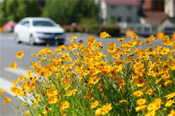 In pics: Early sunrise flowers flourish in Jiading New City