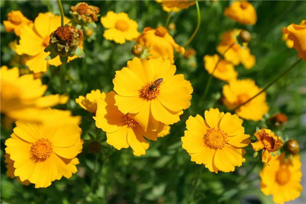 In pics: Early sunrise flowers flourish in Jiading New City